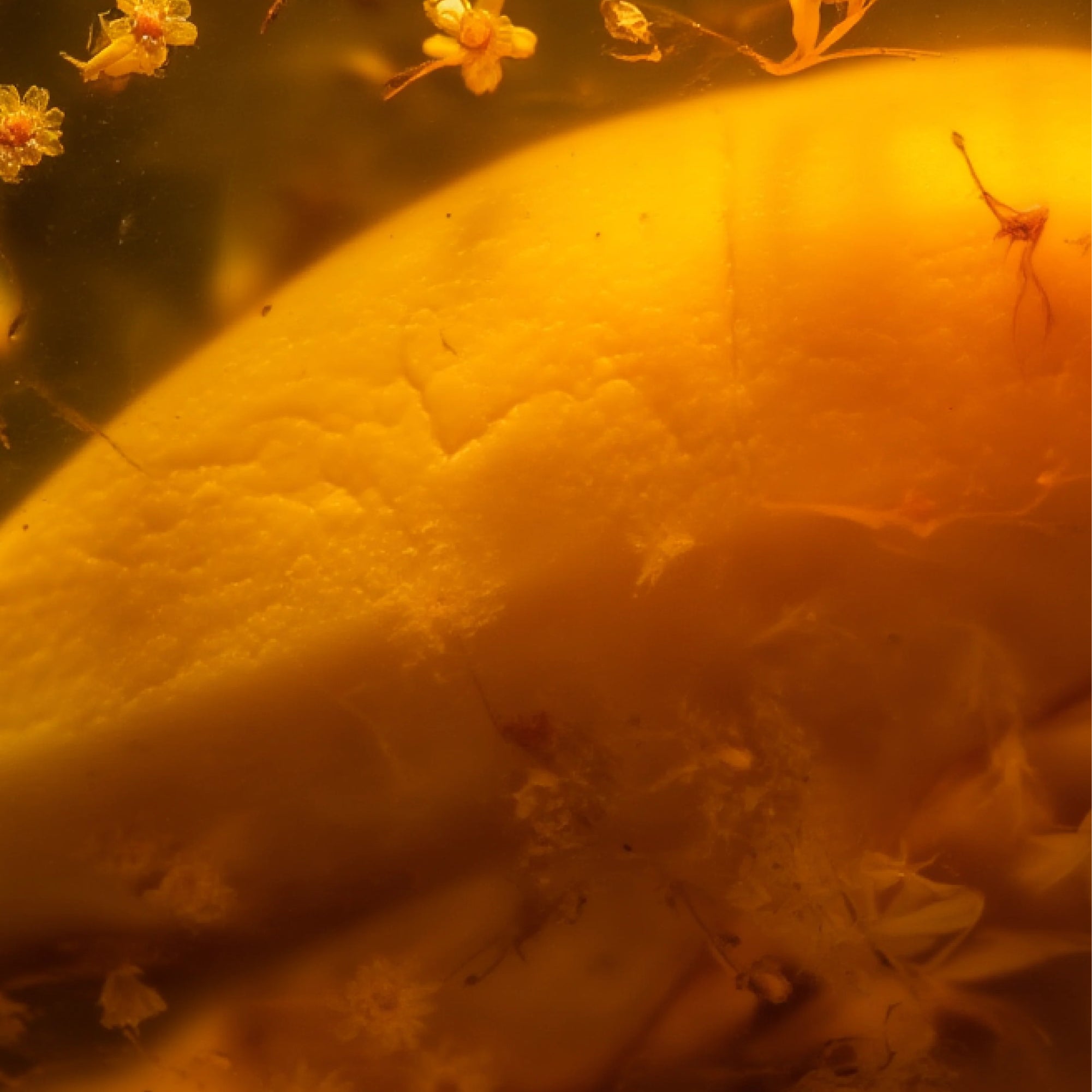 MANGO WOOUD