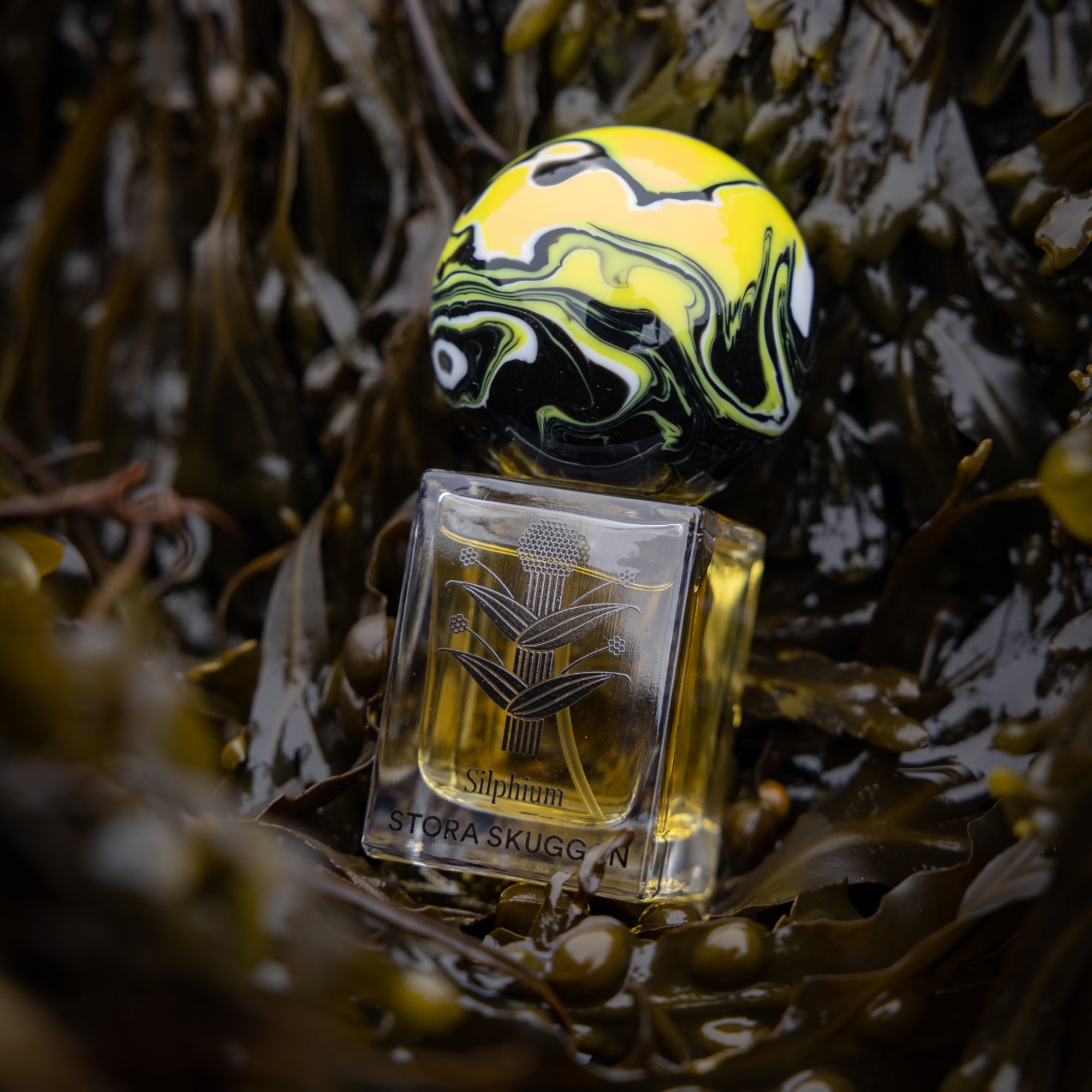 SILPHIUM
