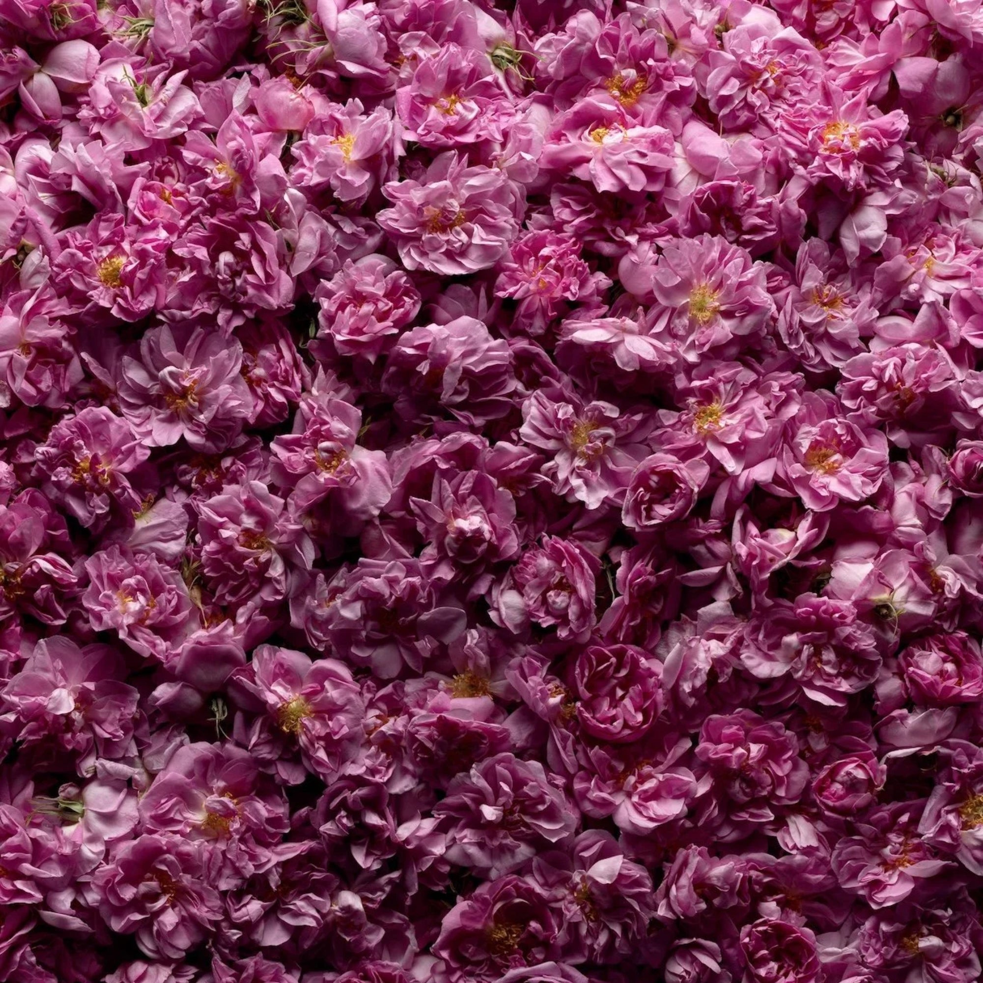 AU PIED DU ROSIER