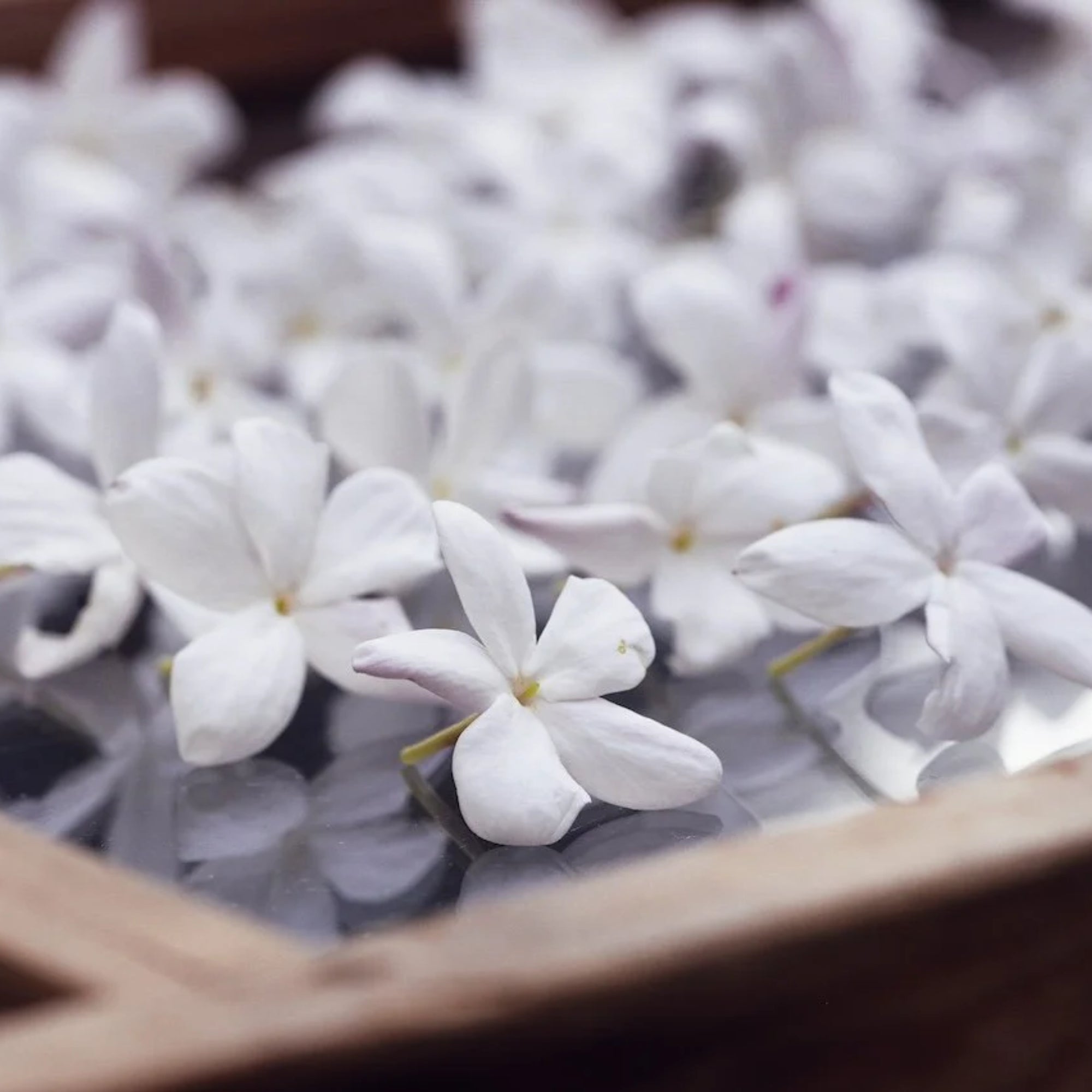 JASMIN PATCHOULI